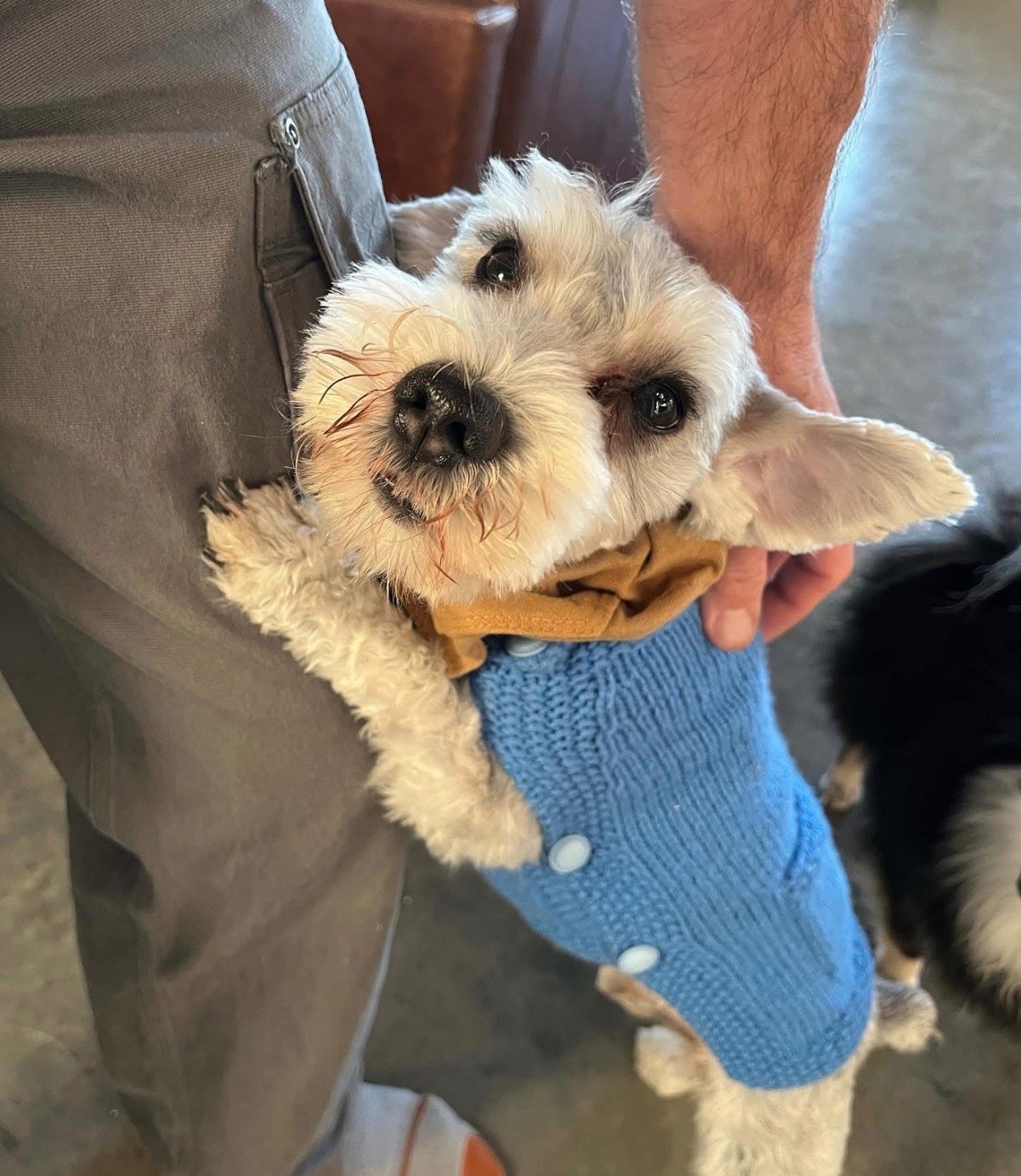 Arlo the farm dog from Cog Hill Farm
