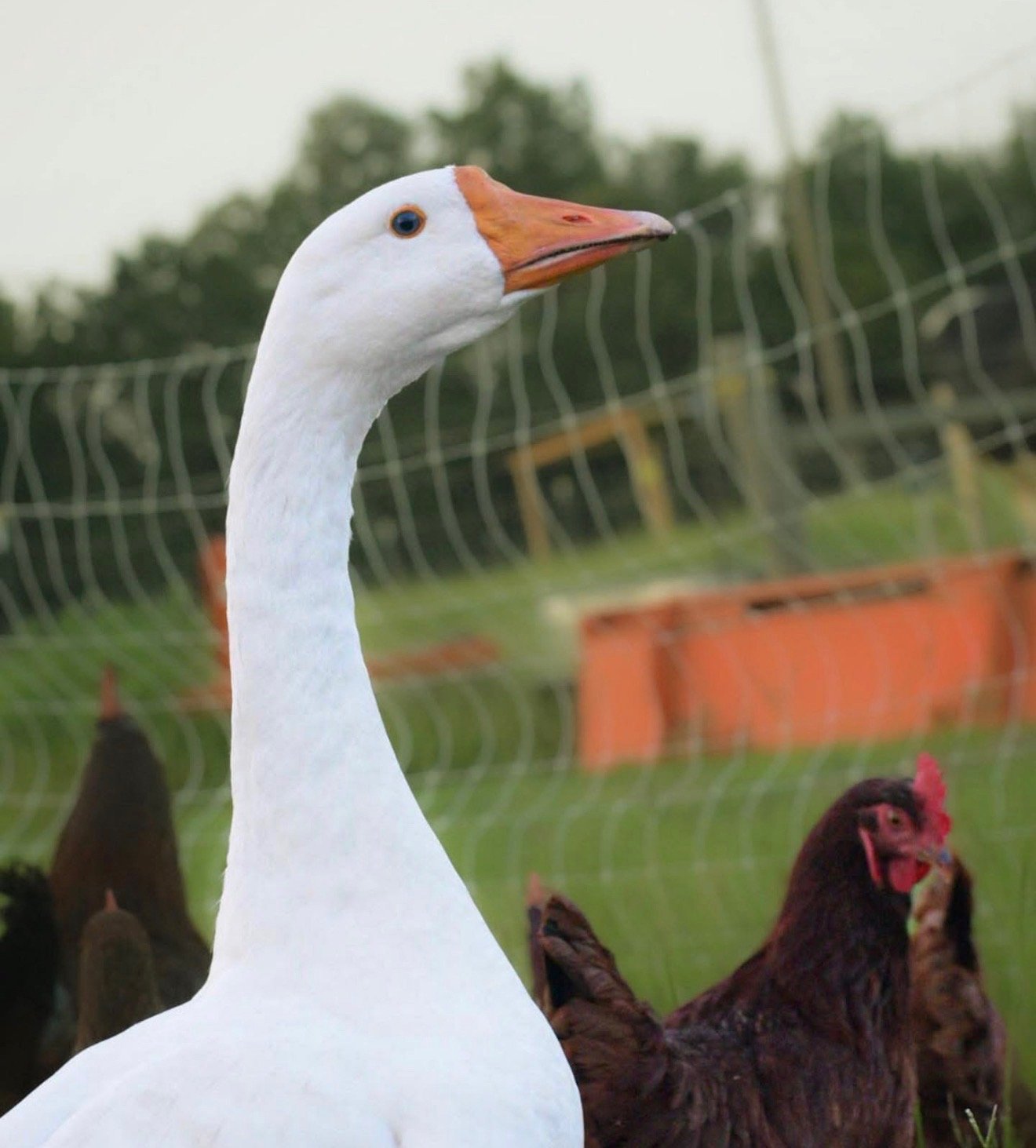 Cheese the Goose from Cog Hill Farm
