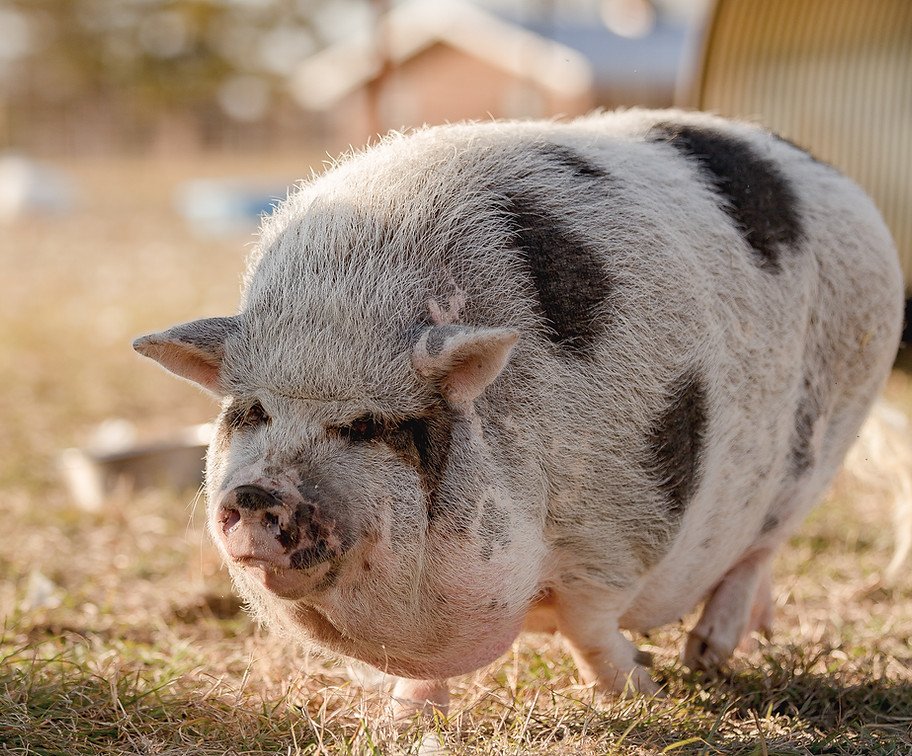 Peaches the pig from Cog Hill Farm