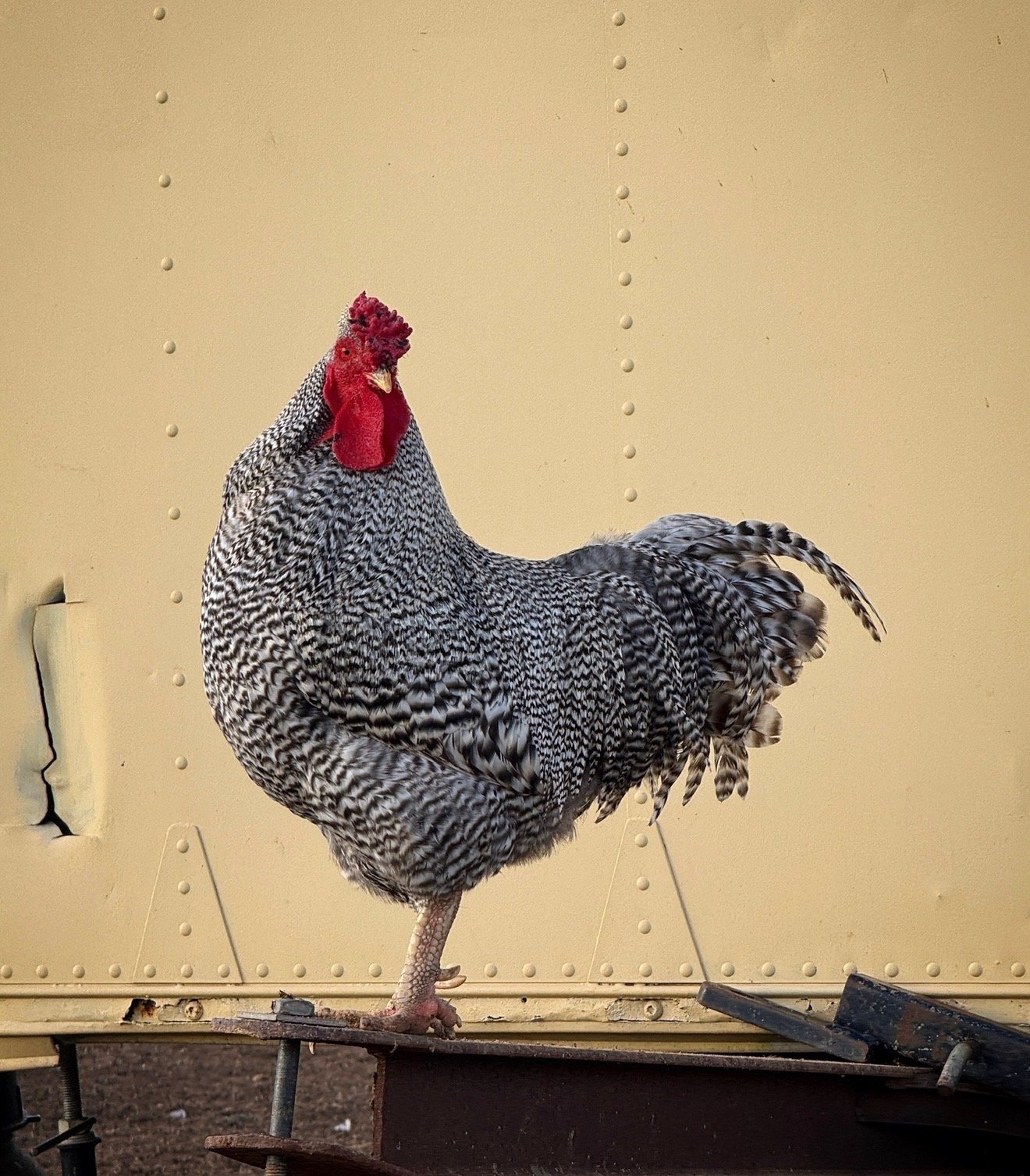 Ryan the Rooster from Cog Hill Farm