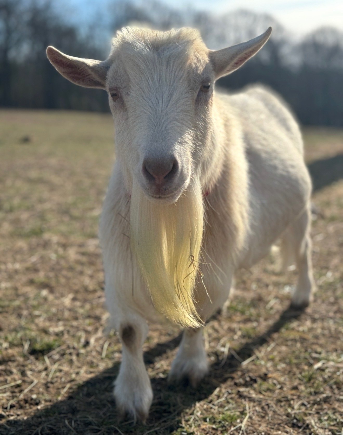 Topper the Goat from Cog Hill Farm
